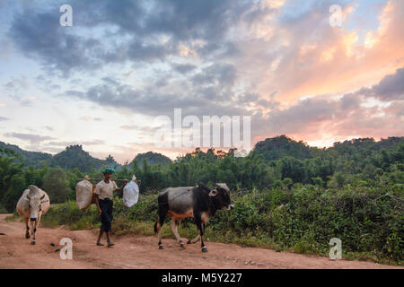 Kalaw: people drive water buffalo home at evening, , Shan State, Myanmar (Burma) Stock Photo