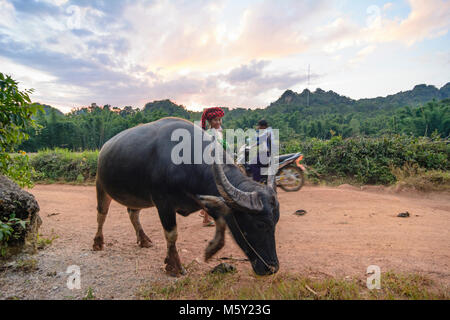 Kalaw: people drive water buffalo home at evening, , Shan State, Myanmar (Burma) Stock Photo