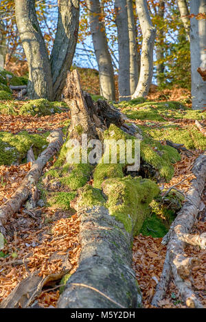 Grenn moss on the trees in the forest Stock Photo
