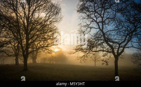 Lowther Park in early morning mist Stock Photo