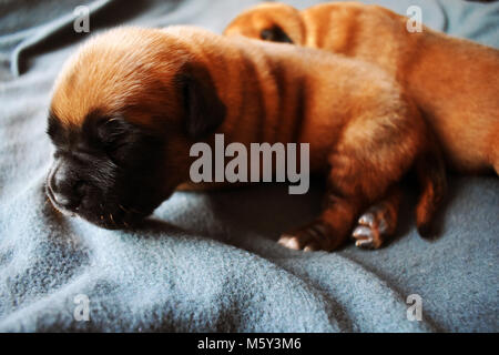 Welpen im Korb Stock Photo