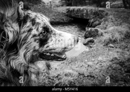 Blue Merle Border Collie dog in black and white.  Looking engaged and intent Stock Photo