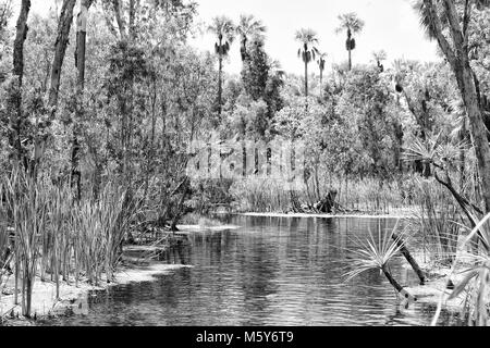 in australia mataranka  river the palm and the lake in the nature Stock Photo