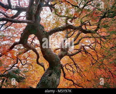 Japanese Maple, Laceleaf, Acer Palmata, Fern Canyon Garden, Mill Valley, California Stock Photo