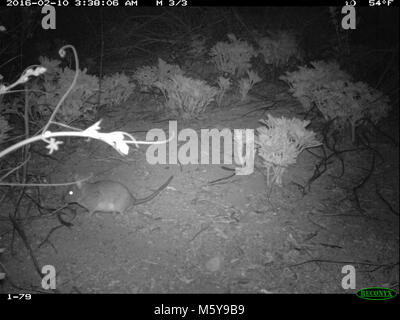 Desert Woodrat (Neotoma epida) . Springs fire May 2013 wildlife camera study. These Stock Photo