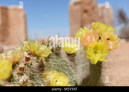 Grizzlybear Prickly Pear cactus (Opuntia polyacantha var erinacea) at Ryan. Stock Photo