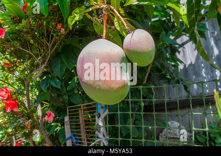Mango growing Stock Photo