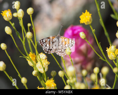 Mormon Metalmark Butterfly; Apodemia mormo. Stock Photo