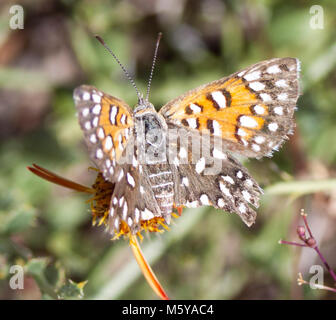 Mormon Metalmark Butterfly; Apodemia mormo. Stock Photo