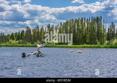View of a mountain lake with three white pelicans in the summer; a bird on the left is taken off while two others are swimming; Grand Lake, Colorado Stock Photo
