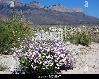 Salt Basin Dunes with wildflowers. Stock Photo