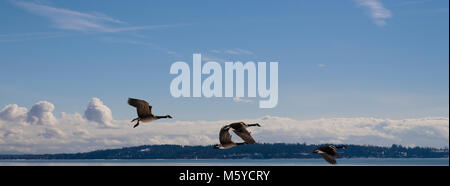 Canadian geese flying through frame. Stock Photo