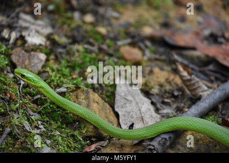 Green snake in Virginia in the United States of America. The smooth green snake (Opheodrys vernalis) is a nonvenomous North American colubrid, also kn Stock Photo