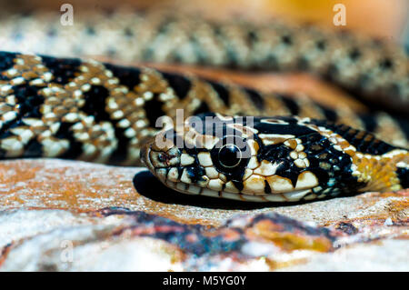 horseshoe whip snake (Hemorrhois hippocrepis), detail, head, close up Stock Photo