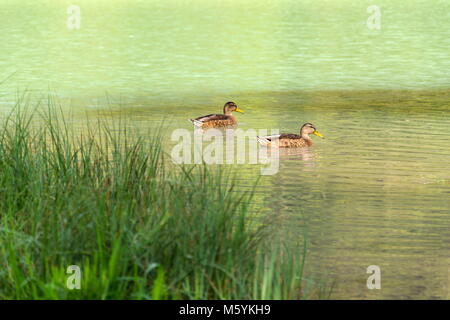 Ducks floating on Lake Pillersee, grass foreground, Austria Stock Photo