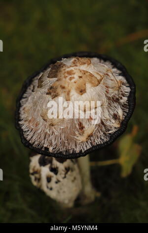 Shaggy ink cap fungus Stock Photo