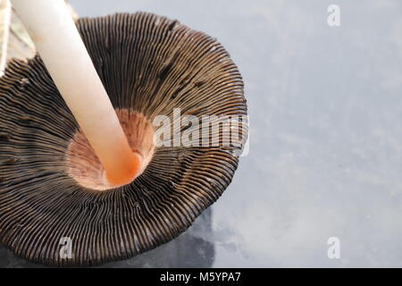 Shaggy ink cap fungus Stock Photo