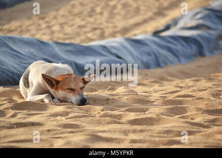 The stray dog lying on the sand beach on Ceylon. Stock Photo