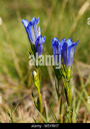Marsh Gentian flowers. Chobham Common, Surrey, England. Stock Photo