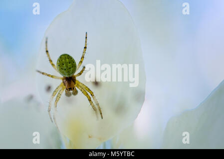 Small green spider on a white flower