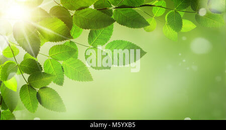 Abstract spring background with grass Defocus Stock Photo