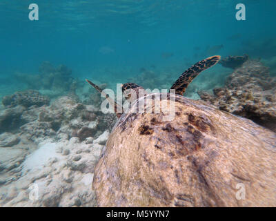 Hawksbill sea turtle (Eretmochelys imbricata), critically endangered marine reptile, swimming underwater on coral reef in shallow waters. Maldives, As Stock Photo
