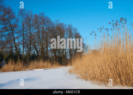 Ice and snow covered river, trees, rushes, fallen fields and blue sky with white clouds. Cold, snowy winter landscape. Stock Photo