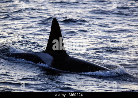 Killer Whale on Water Surface, Orcinus orca, Andfjorden, Andoya Island, Norway Stock Photo
