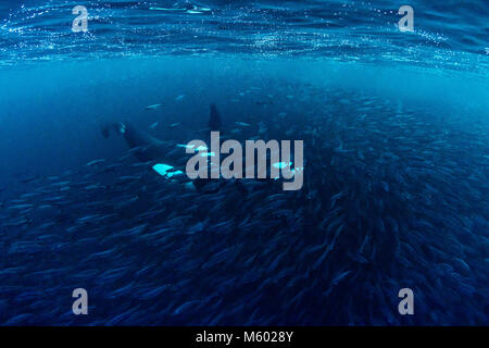 Killer Whale huntig Herring, Orcinus orca, Andfjorden, Andoya Island, Norway Stock Photo