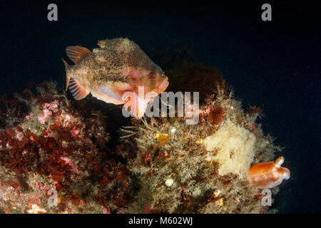 Lumpsucker guarding his yellow Eggmass, Cyclopterus lumpus, North Atlantic Ocean, Iceland Stock Photo