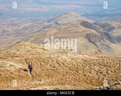 Female hill walker on the climb to Allt-Fawr from the Crimea Pass near Blaenau Ffestiniog, in Snowdonia's Moelwyn mountains. Stock Photo