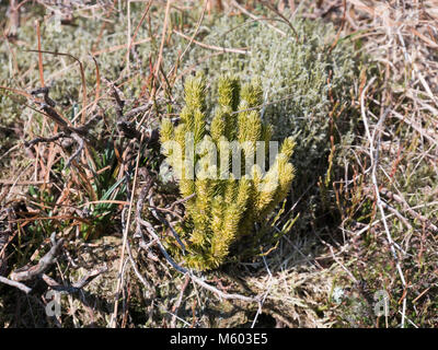 Fir clubmoss (Huperzia selago) growing in the Moelwyn mountains of Snowdonia, North Wales Stock Photo