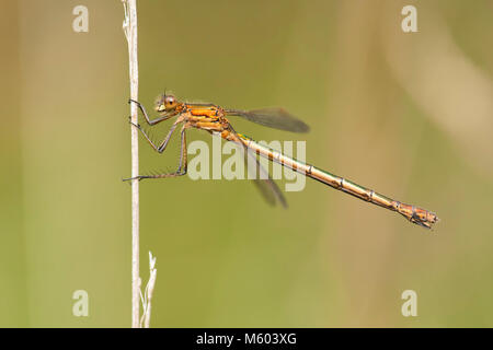 Emerald Damselfly (Lestes sponsa) perched on a plant stem. Tipperary, Ireland Stock Photo