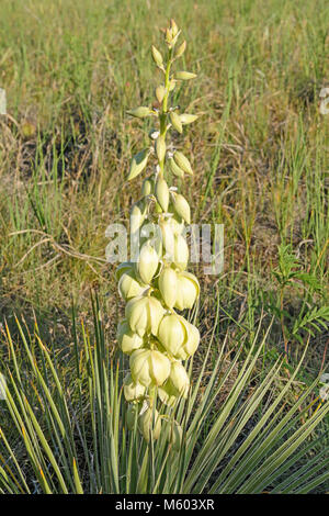 Small Soapweed Blooming in the Prairie in Theodore Roosevelt National Park in North Dakota Stock Photo