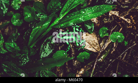 Costa Rican green and black frog in between leaves in rainforest Stock Photo