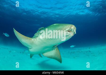 Nurse Shark, Ginglymostoma cirratum, Bimini, Bahamas Stock Photo