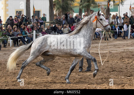 Pure Spanish Horse Andalusian Dapple gray stallion trotting in flowering  rape Germany - SuperStock