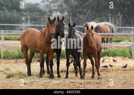 PRE Horse Yearlings Stock Photo