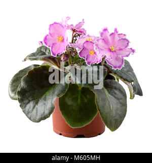 Pink violet in flowerpot isolated on white background. Stock Photo