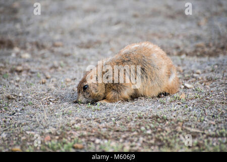 South Dakota.  Badlands National Park. Black-tailed prairie dog, Cynomys ludovicianus. Prairie dog foraging for food on a barren prairie. Stock Photo