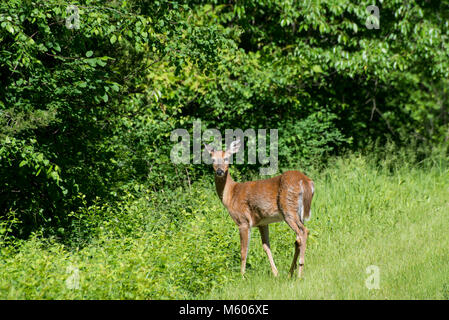 Vadnais Heights, Minnesota. John H. Allison forest.  Female juvenile White-tailed deer, Odocoileus virginianus in the forest. Stock Photo
