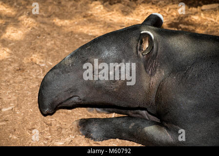 Apple Valley, Minnesota. Minnesota Zoo.  Malayan Tapir, Tapirus inducus. Closeup head shot. Stock Photo