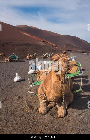 Camels resting in volcanic landscape in Timanfaya national park, Lanzarote, Canary islands, Spain. Stock Photo