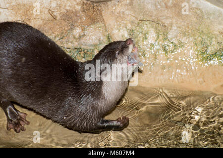 Apple Valley, Minnesota. Minnesota Zoo.  Small-clawed otter; Aonyx cinerea, eating small fish in the zoo. Stock Photo