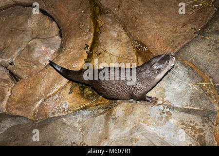 Apple Valley, Minnesota. Minnesota Zoo.  Asian small-clawed otter; Aonyx cinerea. Otter using the toilet after eating fish. They usually designate one Stock Photo