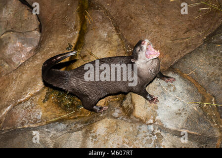 Apple Valley, Minnesota. Minnesota Zoo.  Asian small-clawed otter; Aonyx cinerea. Otter using the toilet after eating fish. They usually designate one Stock Photo