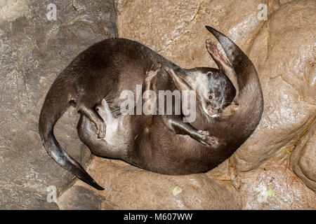 Apple Valley, Minnesota. Minnesota Zoo.  Small-clawed otter; Aonyx cinerea, grooming each other. Stock Photo