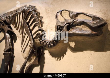 Hadrosaur Duckbill dinosaur skeleton from Alberta 70 million years old ...