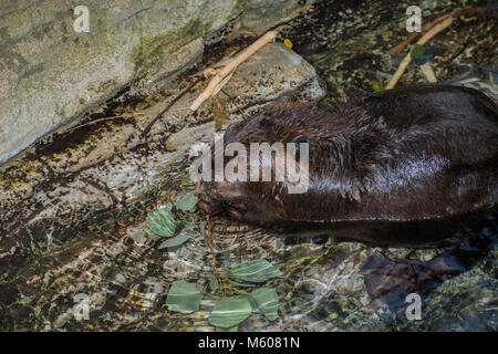 Apple Valley, Minnesota. Minnesota Zoo.  American Beaver, Castor canadensis. Beaver feeding on an aquatic plant. Stock Photo