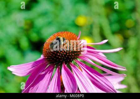 Coneflower with bumblebee, Echinacea angustifolia Stock Photo